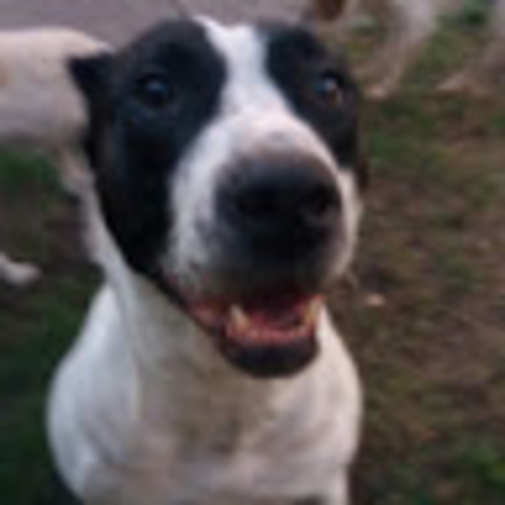 Meet your Posher, Autumn